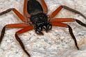 Hemicloea_ZZ327_D3676_Z_89_Hamelin pool_Australie
